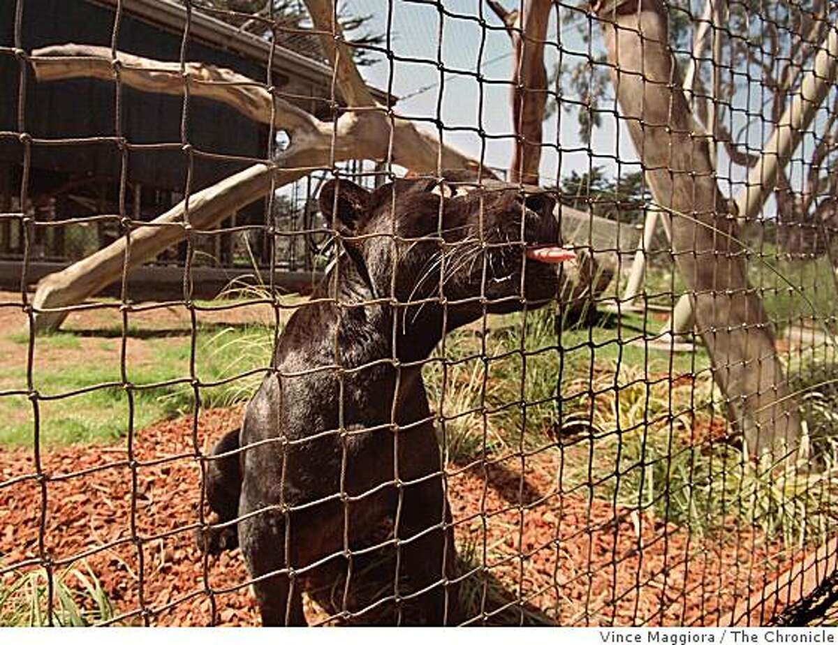 'Black panther sightings' in Bay Area parks