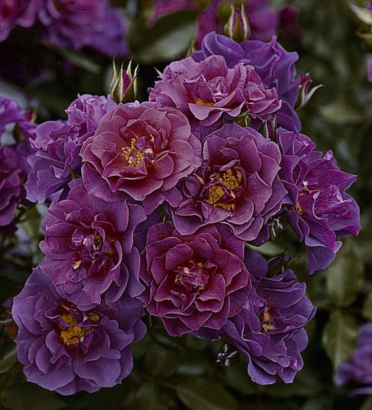 All-America roses in 2011 impervious to disease