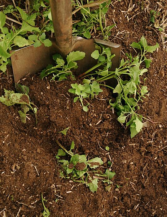 Timing key to turn weeds into topsoil