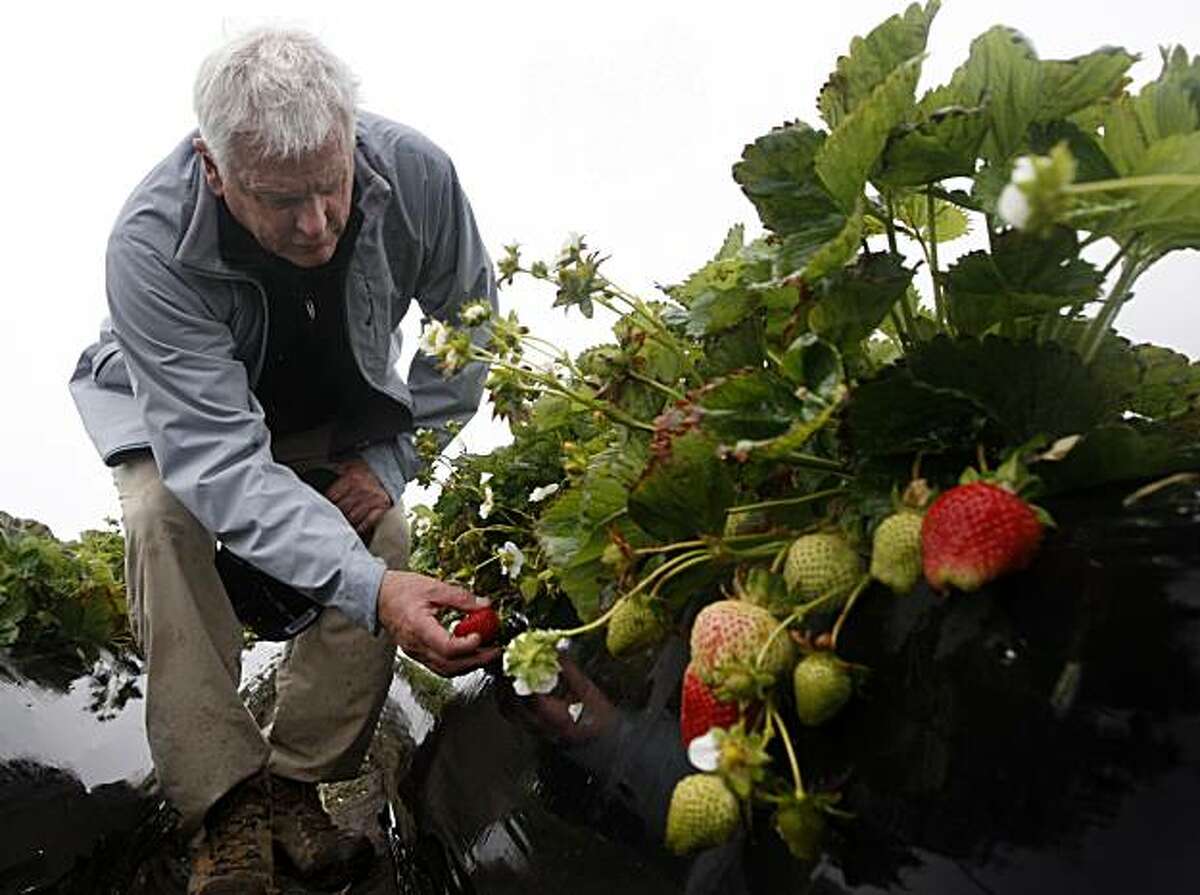 Jim Cochran, president of Swanton Berry Farms, inspects the crop of one of the strawberry fields at the farm in Davenport, Calif., on Tuesday, May 25, 2010. The state Department of Pesticide Regulation has proposed methyl iodide for use as a pesticide despite health concerns, especially for pregnant women. As a certified organic grower, Swanton will not use methyl iodide even if it becomes available.