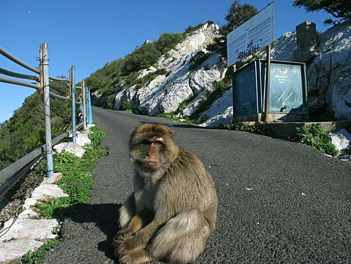 The barbary macaques of Gibraltar.