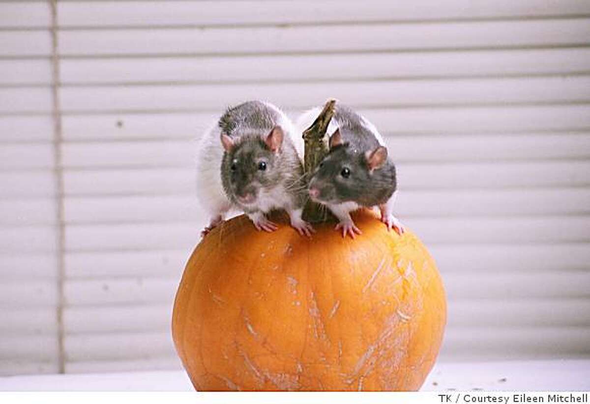 Rattie Ratz group matches rats with owners