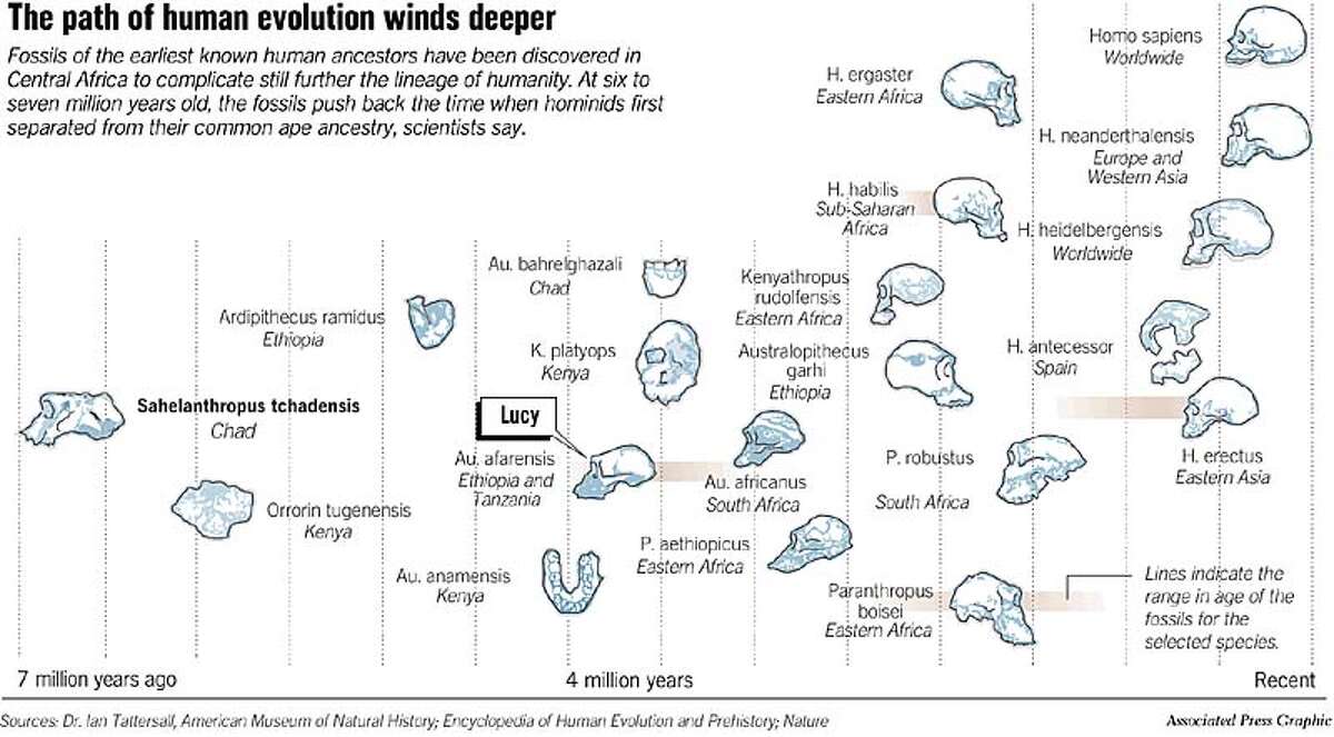 The Path of Human Evolution Winds Deeper. Associated Press Graphic