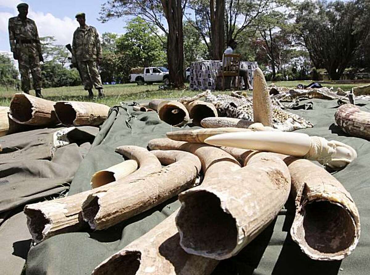 ** ADVANCE FOR SUNDAY, MAY 16 ** FILE - In this Nov. 30, 2009 file photo, Kenyan Wildlife wardens keep a watch on confiscated elephant tusks at the Kenyan wildlife offices in Nairobi, Kenya. Interpol says African wildlife authorities have seized nearly 3,800 pounds (1,700 kilograms) of illegal elephant ivory in a six-nation operation. The Kenya Wildlife Service says it has arrested 65 people during the operation.