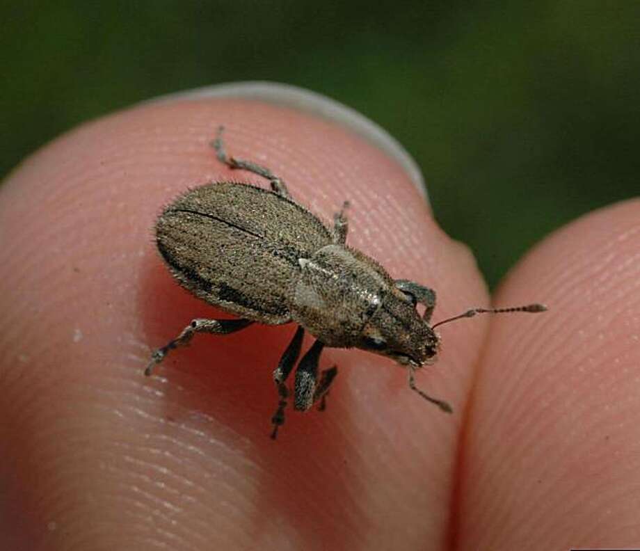 Fuller rose beetles nibbling edges of Meyer lemon leaves SFGate