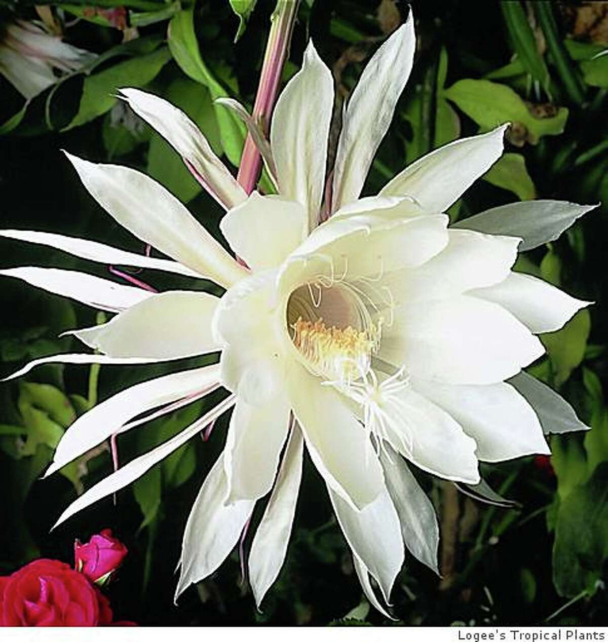 Epiphyllum oxypetalum's a late bloomer
