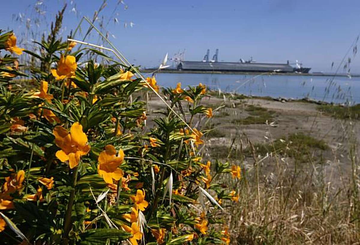 Flowers bloom near the shoreline at India Basin in San Francisco, Calif., on Thursday, May 13, 2010.