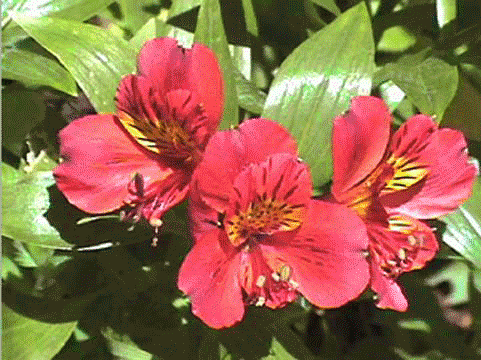 Alstroemeria 'Princess Eliane' (Peruvian Lily)