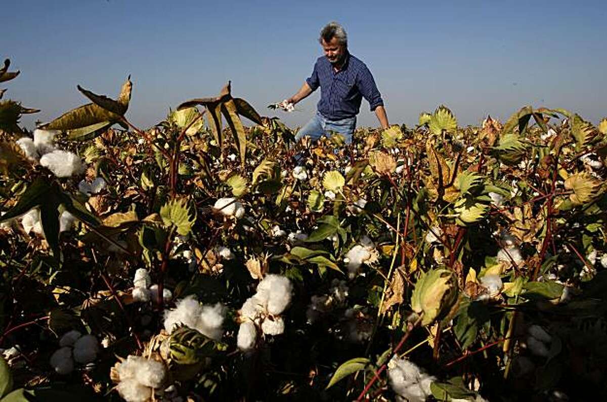 farmbill_141_mac.jpg Bowles in one of his fields full of cotton plants that are near ready for harvest. The company has 6,000 acres of cotton. Philip Bowles is President of Bowles Farming Company in Los Banos. Congress is working on a farm bill that will have a dramatic impact on the way farming is conducted in California. One of the issues at hand is subsidies for California farmers. Photographed in, Los Banos, Ca, on 9/11/07. Photo by: Michael Macor/ The Chronicle