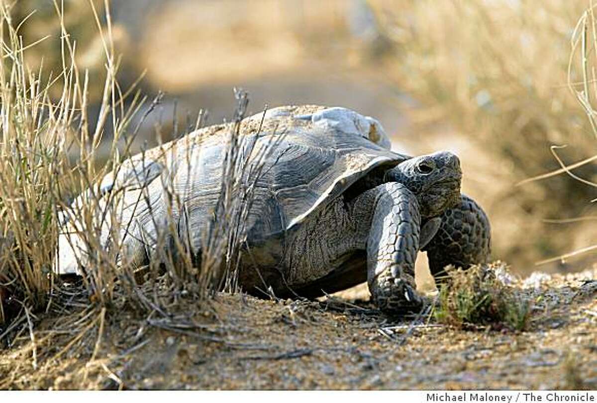 Desert tortoises like this one have been relocated by the Army to another part of the Mojave Desert to make room for training grounds.