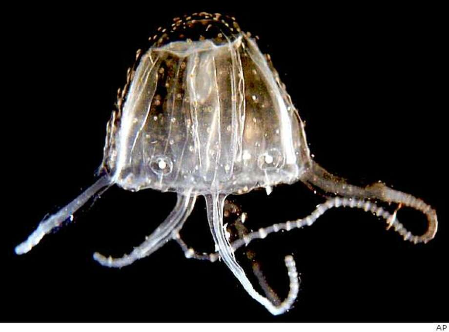 Great Barrier Reef jellyfish steer clear SFGate