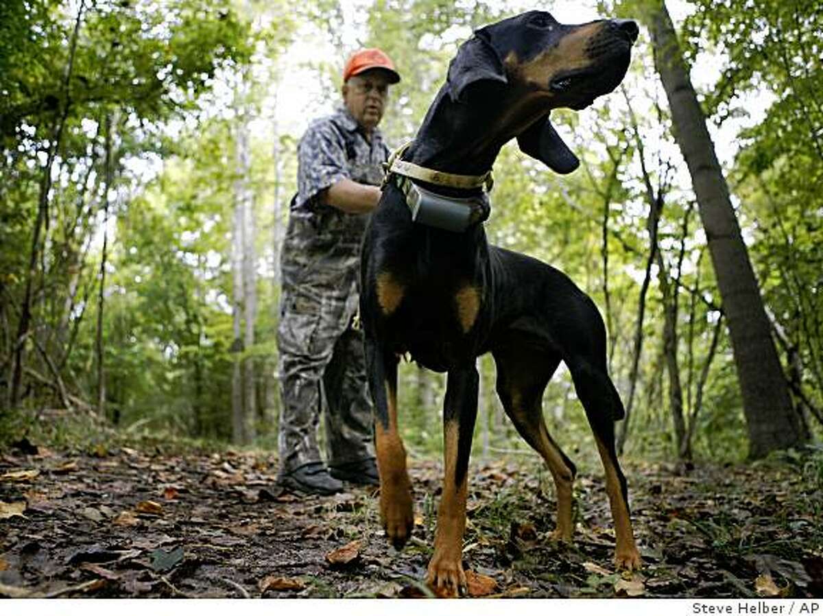 Retired veterinarian David Birdsall walks his hunting Black and Tan hound Lady on his property at his home in Gloucester, Va., Friday, Sept. 12, 2008. Hunting with hounds in Virginia dates nearly to the founding of Jamestown, America's first permanent English settlement. A Humane Society, report concluded, "the practice of hunting animals with hounds is unsuitable in modern-day Virginia." (AP Photo/Steve Helber)