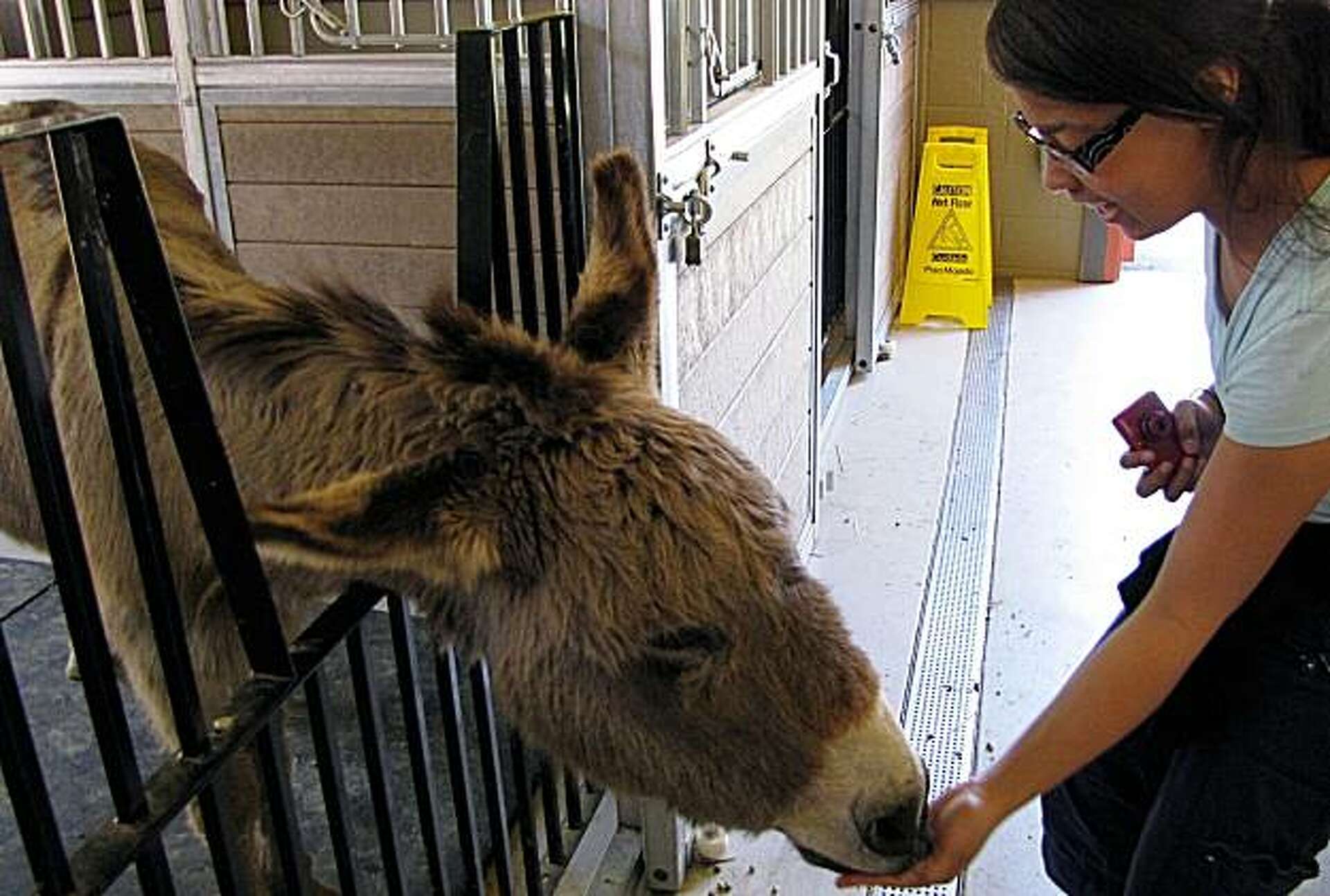 Tragedy at San Jose's Happy Hollow: Dogs kill 4 miniature horses, 1 donkey