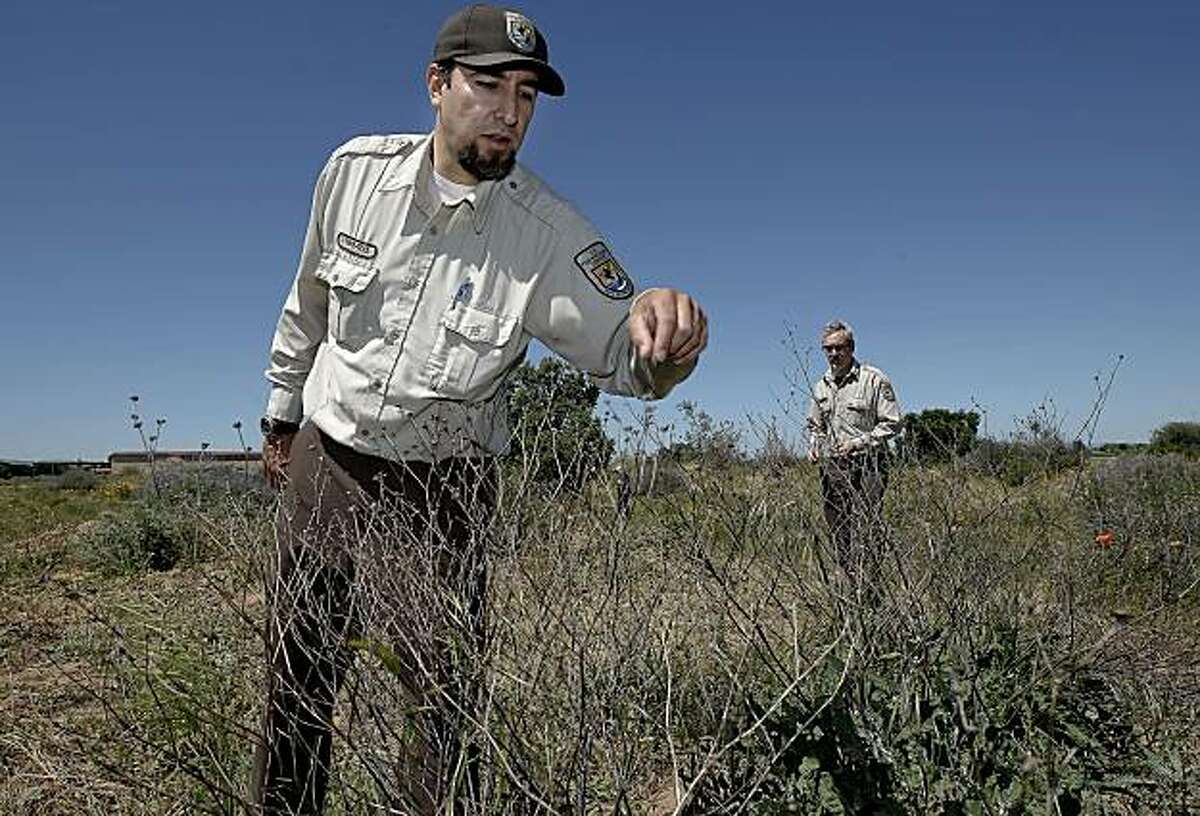 Louis Terrazas, (left) and Doug Cordell with U.S. Fish & Wildlife walking through the Antioch Dunes Wildlife Refuge on Wednesday Apr. 7, 2010, in Antioch, Calif., Terrazas with the Buckwheat plant which is where the Lange's Metalmark butterfly makes it's home. Volunteers and U.S. Fish & Wildlife are going through extreme measures in order to save the small butterfly, Lange's Metalmark largely because of it's dwindling numbers found only at the Refuge.