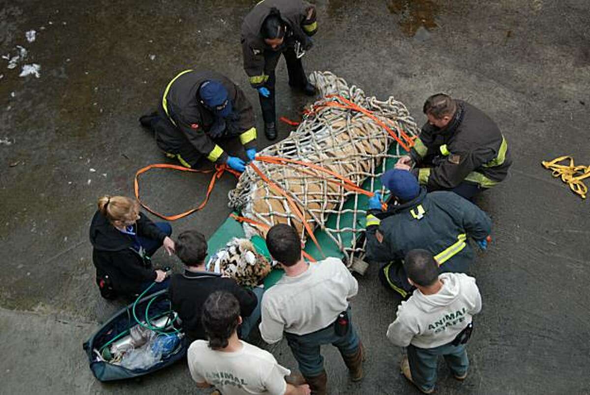 In this photo taken Tuesday, March 30, 2010, San Francisco Fire Department personnel and San Francisco Zoo staff members prepare to lift Tony, an 18-year-old Siberian tiger, from a moat after being shot with tranquilizers at the San Francisco Zoo. Zoo officials decided on Monday, March 29, 2010, that Tony could no longer stay in the dry moat he climbed into last week, since excrement was piling up and officials worried about a potential health hazard. With the help of firefighters, they used tranquilizerdarts on the 360-pound tiger, strapped him to a board and hauled him out with a pulley. Siberian tigers have a life expectancy of 10 to 15 years in the wild and 14 to 20 years in captivity.