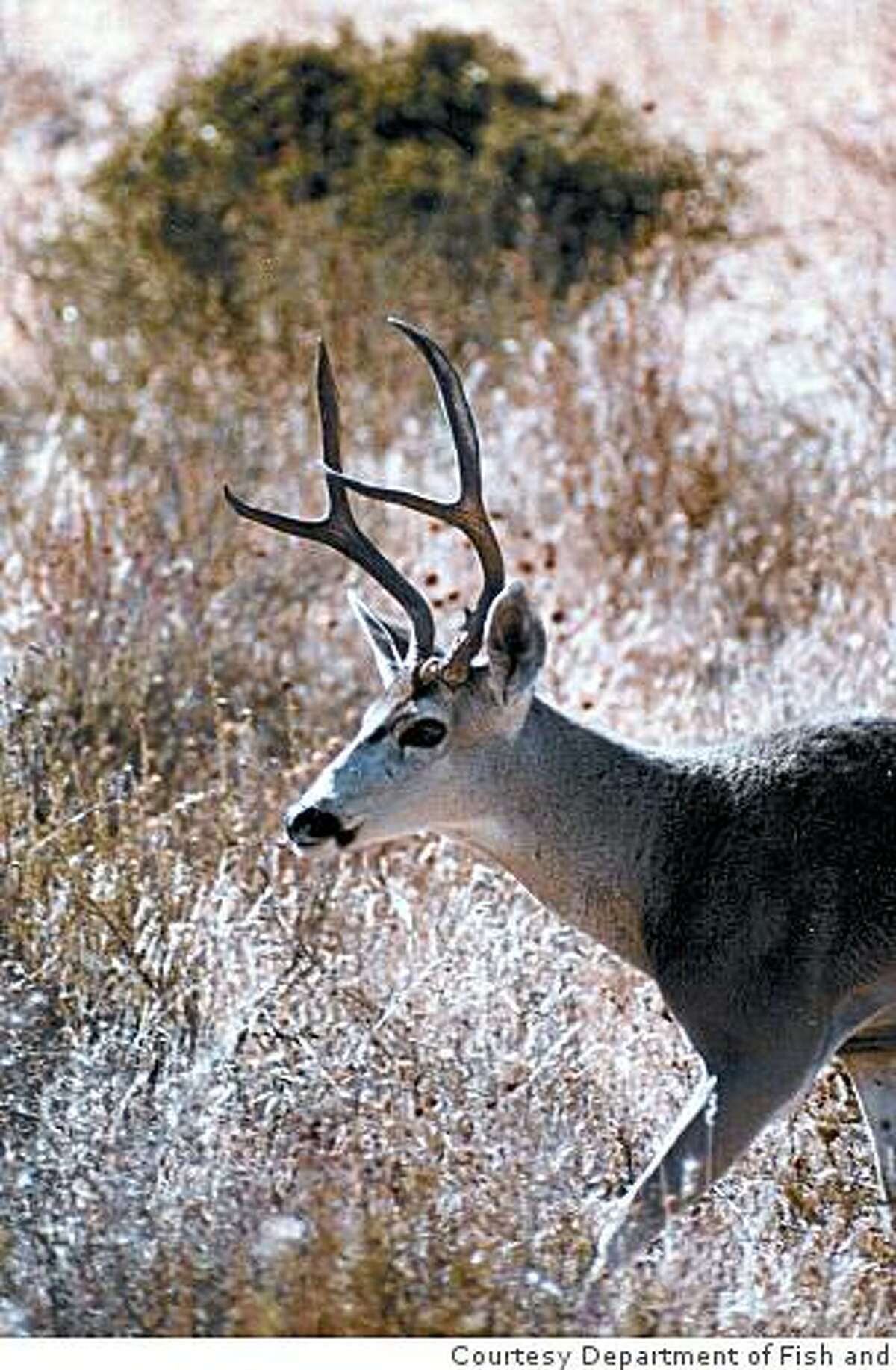 Forked-horn black-tailed deer, often found in California's coastal mountains and on the western slope of the Sierra Nevada