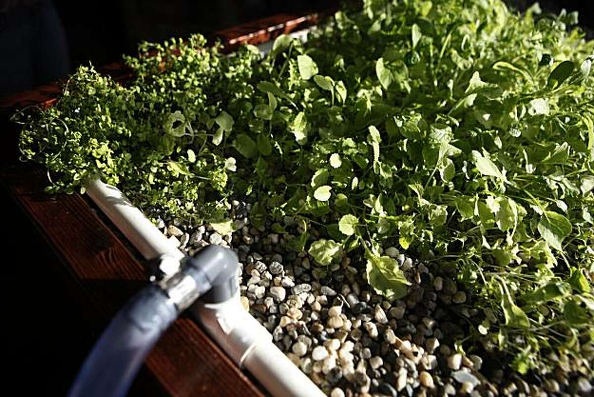 Thyme (left) and baby lettuce (right) grow next to a PVC drip system on the top of the aquaponics system at Bob Rudorf and Amelia Belle's home in Sonoma, Calif. on Sunday, Feb. 28, 2010.