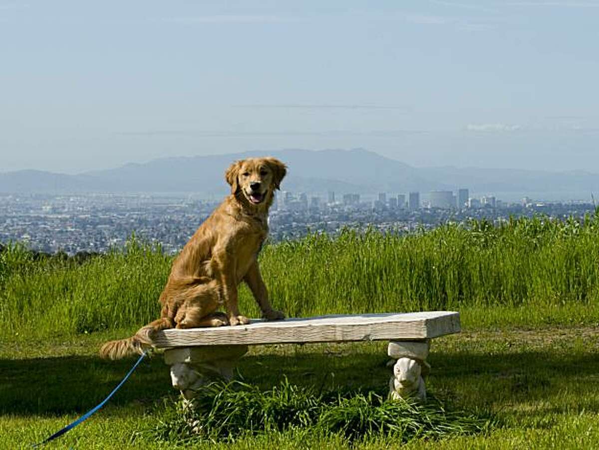 Pixie a 6 month old Golden Retriever sits on a stone bench over looking much of the Bay Area in Knowland Park, Oakland California, March 11th, 2010.
