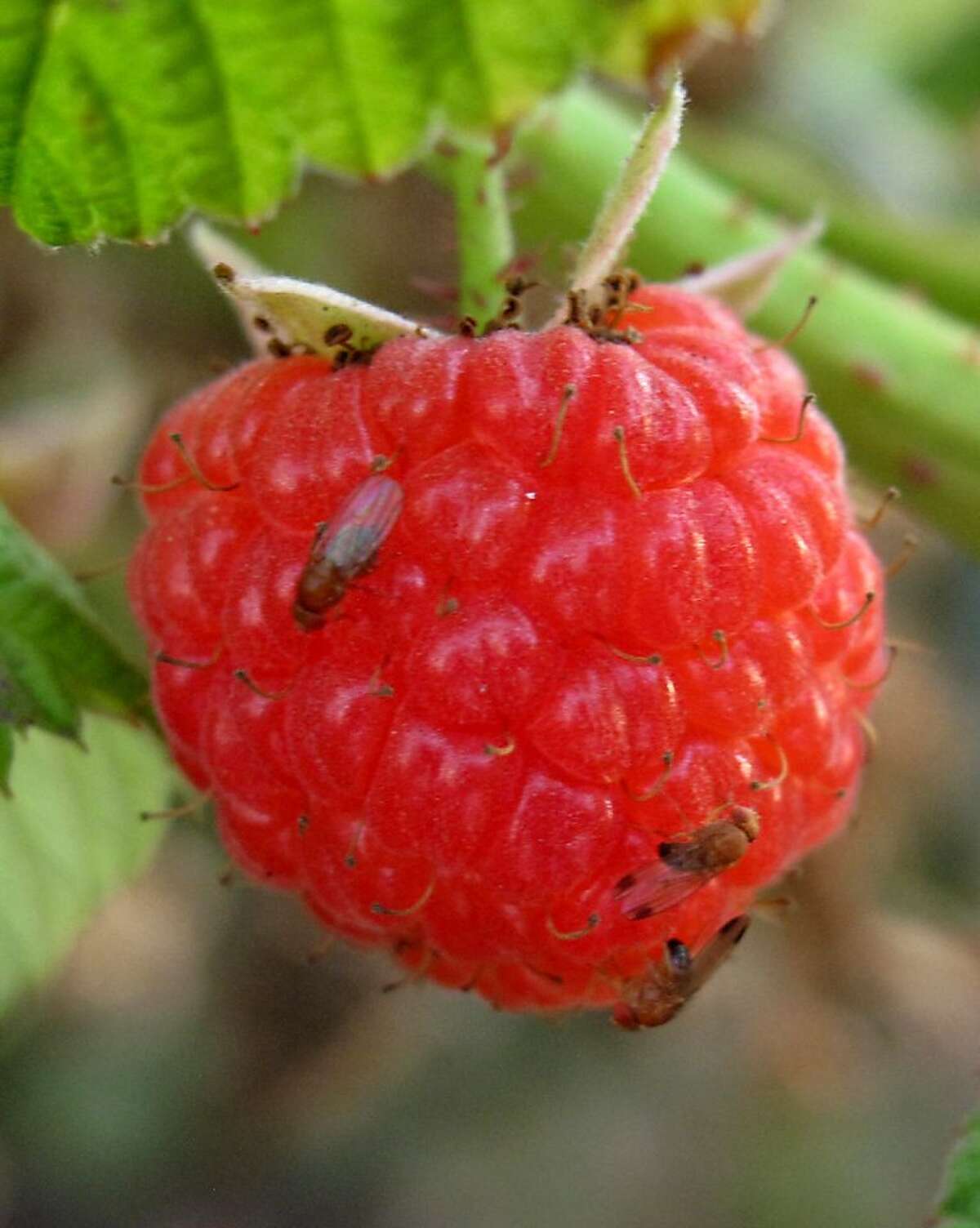 Dirt-flavored strawberries have two pests