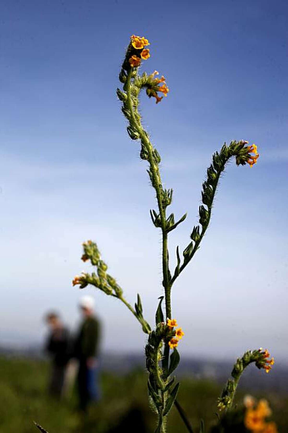 Wildflowers like the "Fiddleneck" on Tuesday Mar. 16, 2010, dot the landscape of Acalanes Peak. The Muir Heritage Land Trust was instrumental in the preservation of 26.6 acres of the Acalanes Ridge area as permanent open space, in Lafayette, Calif.