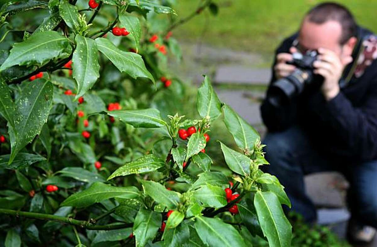 Kevin Frates, of Petaluma, takes photograph of a plant at the Botanical Gardens in Golden Gate Park in San Francisco, Calif. Wednesday March 3, 2010