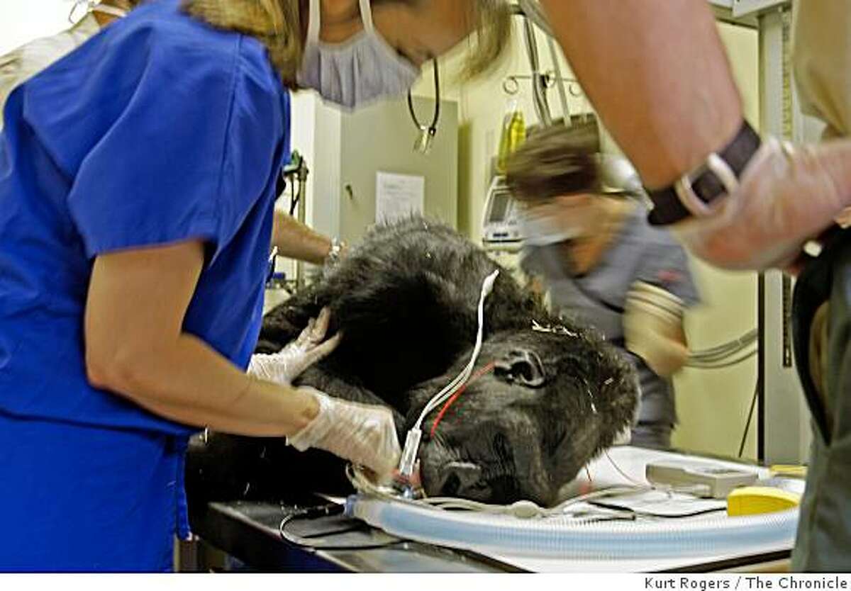 Zoo's gorillas get heart checkups