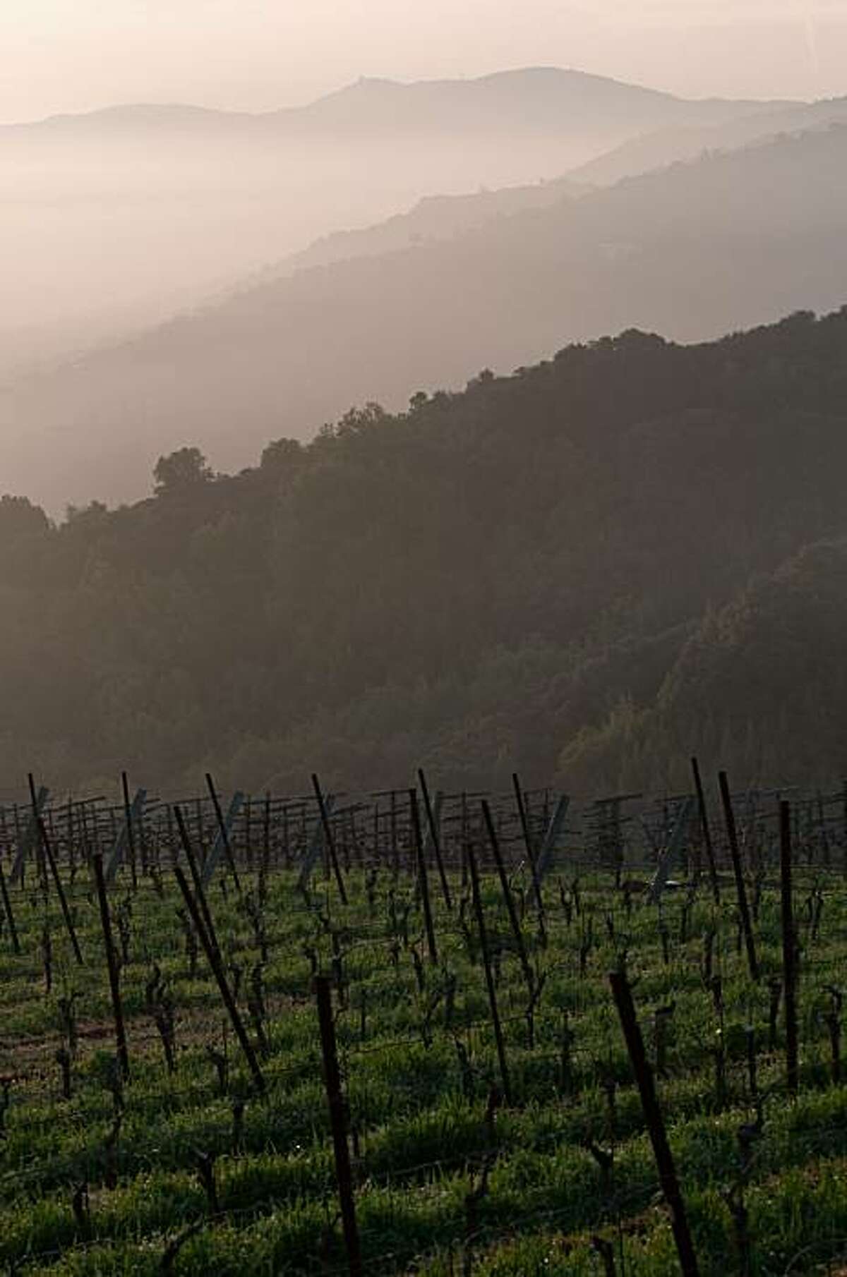 The sun rises over over a light fog and the dormant grape vines of Mount Eden Vineyards in the Santa Cruz Mountains on Wednesday, February 17, 2010.