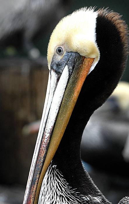 Wave of ill brown pelicans baffles scientists