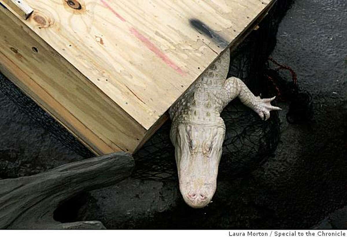 Alligators have new swampy home in park