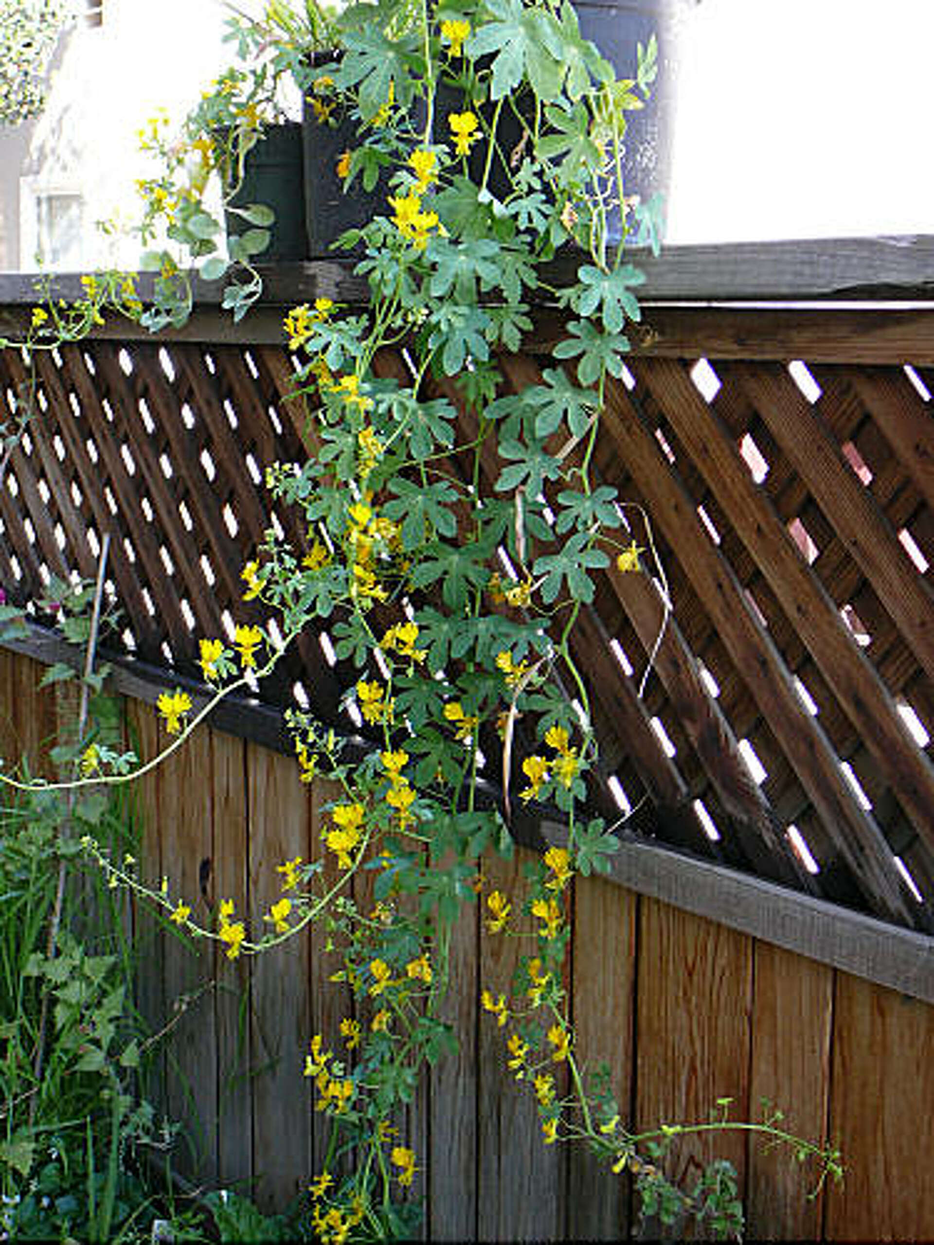 feet planter Cedar Planters Platform Feet main image 0