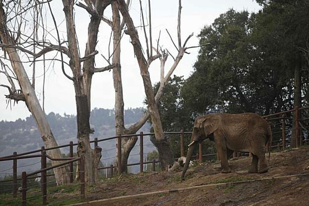 Neighbors cut off Oakland Zoo's elephant snacks