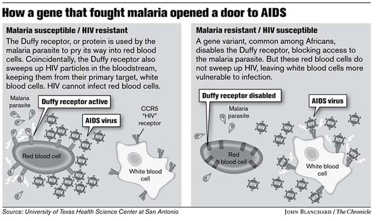 How a gene that fought malaria opened a door to AIDS. Chronicle graphic by John Blanchard