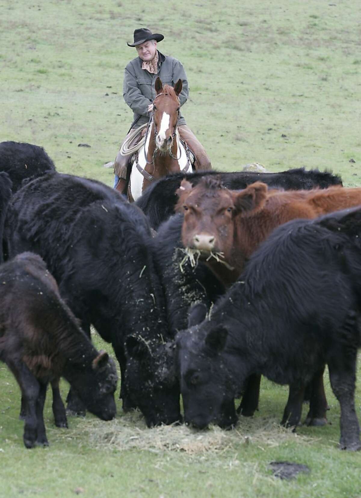 Livermore cattle rancher, Darrel Sweet, the former president of the California Cattlemen's Association looks over some of his herd on his ranch in the hills east of Livermore. Japan and 57 other countries banned U.S. beef on Dec. 24, 2003 after a single case of mad cow disease, or BSE, was found in a dairy cow in Washington State. Some $1.4 billion in exports were lost nationally and the California beef industry lost $60 million, as Japan is our number one importer of beef. Now, there's light at the end of the tunnel as Japan and the U.S. have negotiated an agreement that U.S. beef can enter the market if it comes from cattle 20 month of age or younger. It's possible exports will resume in the spring or summer.