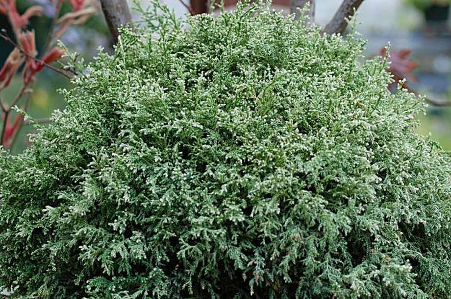 Snow Cypress brings lovely, wintry colors SFGate