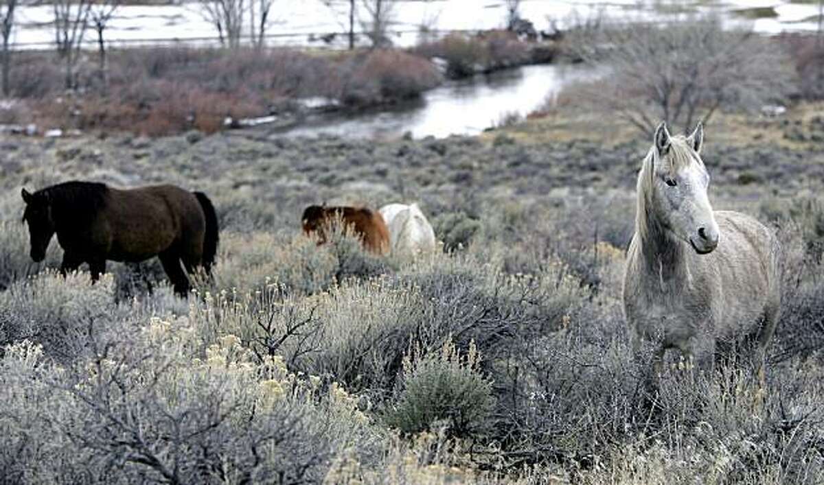 FILE - This file March 14, 2006 photo, shows a herd of wild horses grazing near Carson River in Carson City, Nev. The federal capture of about 2,500 wild horses from public and private lands in northern Nevada is beginning amid protests the roundups are unnecessary and inhumane. Federal officials say the roundup is needed because the 850 square miles of land is overpopulated. (AP Photo/Nevada Appeal, Chad Lundquist, File) **NO SALES, MAGS OUT**