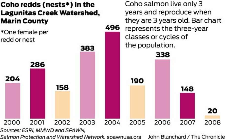 Rain Aids West Marin Salmon Spawn Sfgate