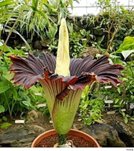 Plik:Alocasia macrorrhiza a1.jpg - Wikipedia, wolna encyklopedia