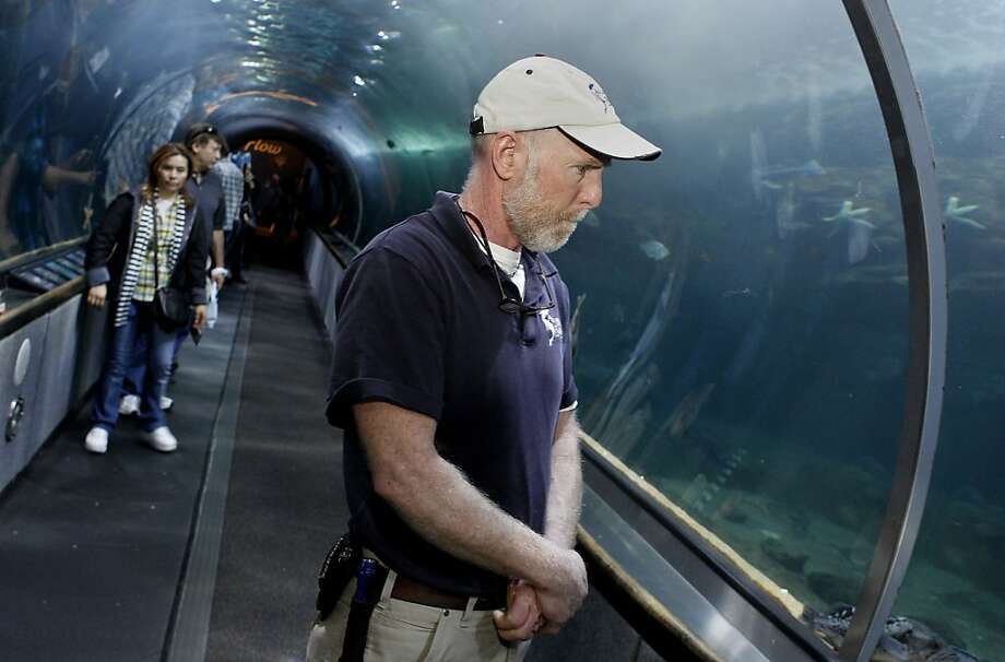 3 giant Pacific octopuses join Aquarium of the Bay SFGate