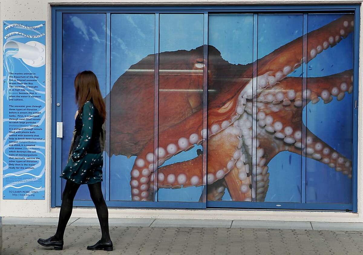 3 giant Pacific octopuses join Aquarium of the Bay