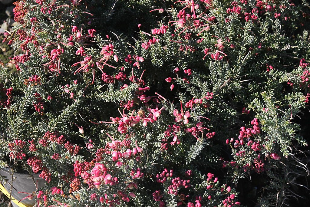 Grevillea lanigera 'Coastal Gem' a tough shrub