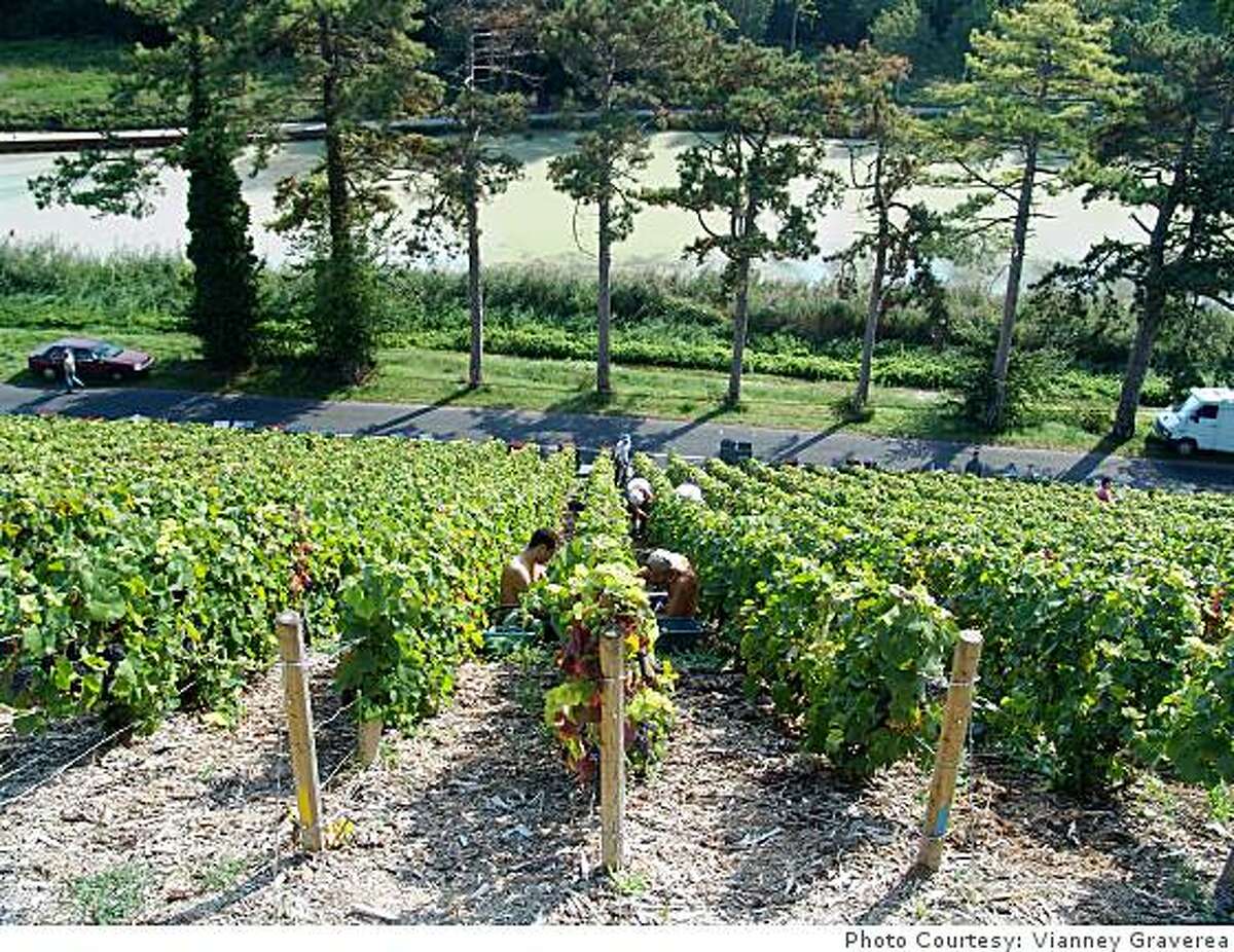 Clos des Goisses vineyards in France.Photo Courtesy: Vianney Gravereaux