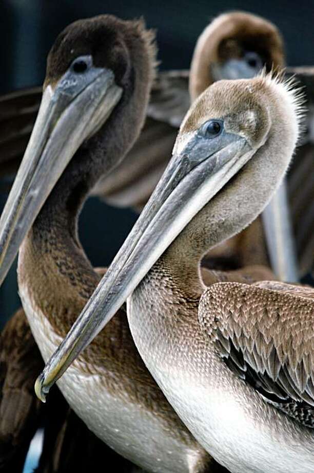 Brown pelicans off endangered species list SFGate