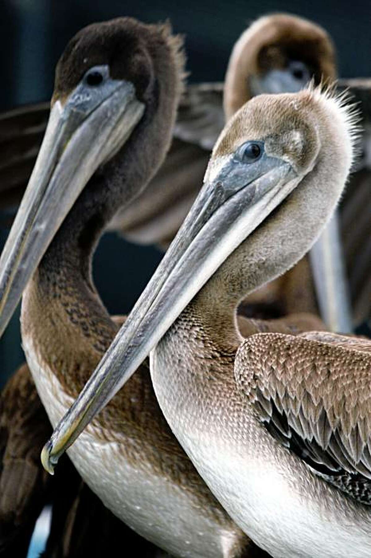 California brown pelicans are being treated at the International Bird Rescue Research Center in Cordelia, many have been operated on after ingesting fishing line with hooks attached or wrapped in the lines off Santa Cruz and Northern Calif waters before being rescued. This Saturday is the annual Coastal cleanup day, promoters of the one day event are hoping to remove some of the worst types of marine debris in the environment, all types plastic, fishing debris, and garbage. Photographed in Cordelia Tuesday Sept 16, 2008.