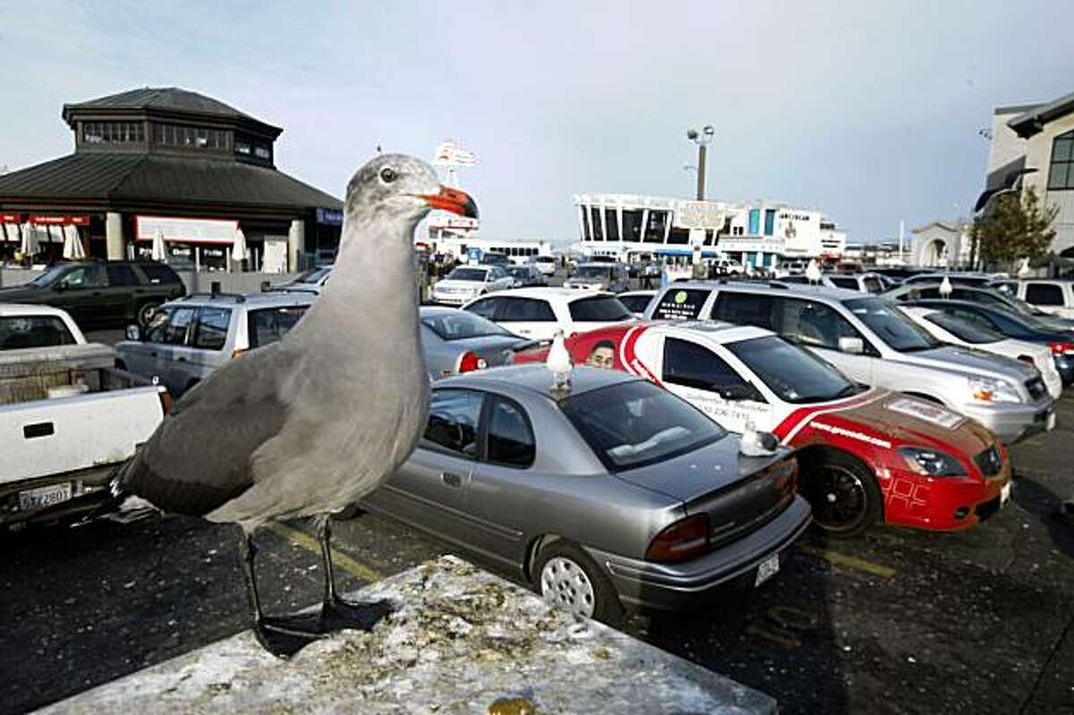 A seagull guards cars parked in the popular Fisherman's Wharf lot. A new audit shows that the restaurants that operate the lot may have been shorting the Port of San Francisco millions of dollars a year.