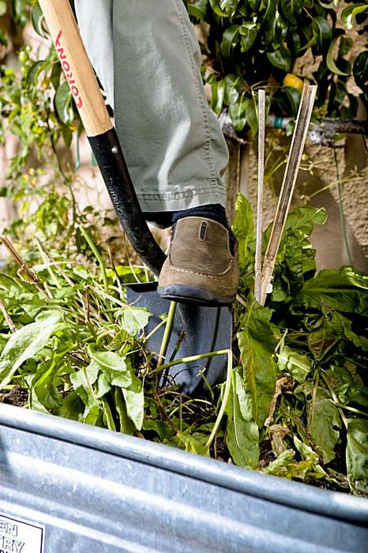 Multiplying plants by dividing