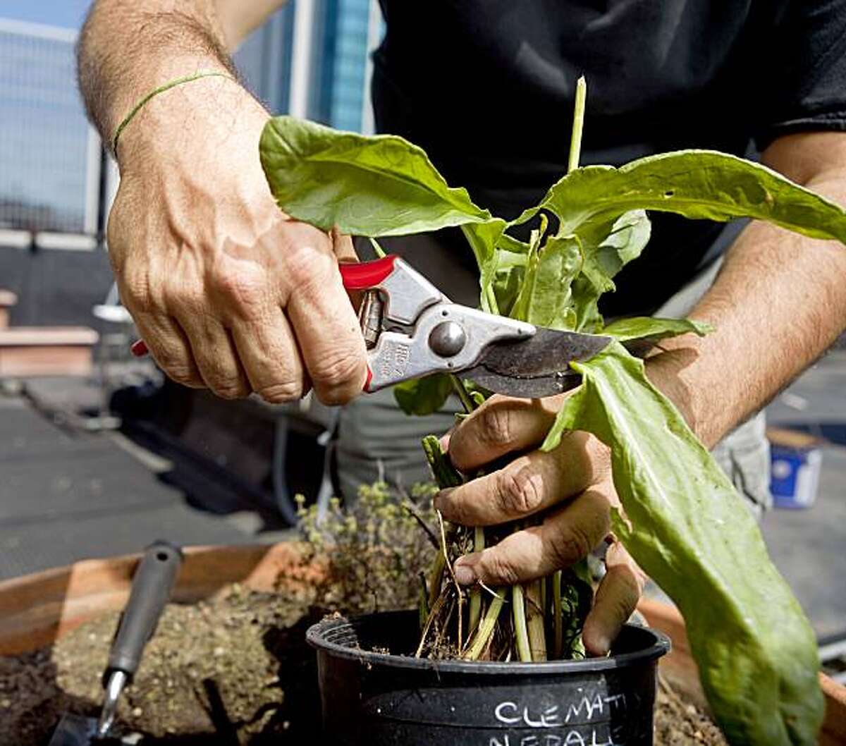 Multiplying plants by dividing