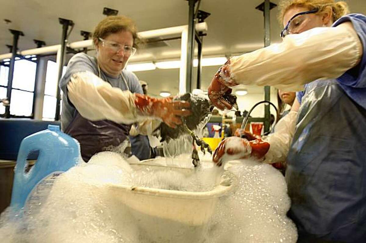 Mary Pierce (l to r) and Rachel Avilla, wash an American coot in the wash room at the Oiled Wildlife Care Network center in Fairfield on Sunday November 1, 2009.