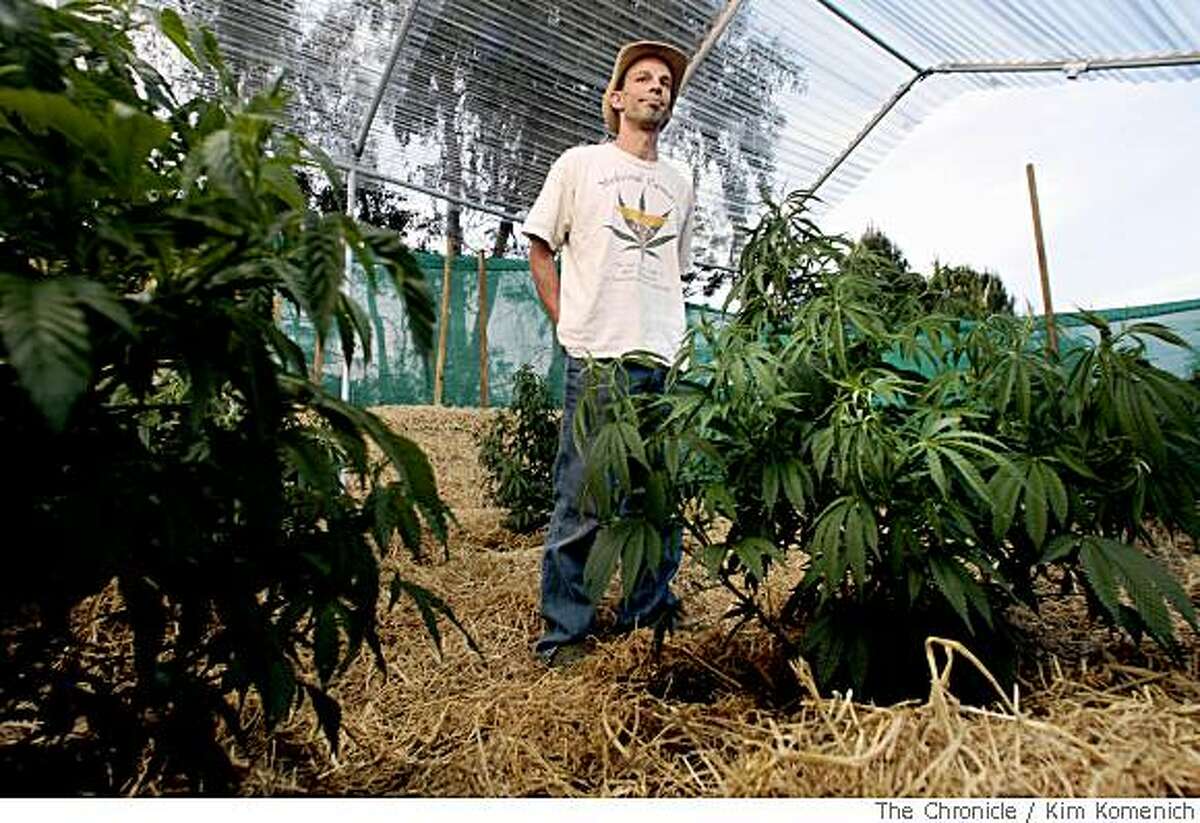 Marijuana grower Ukiah Morrison, candidate for Mendocino County Supervisor, shows the plants he's growing behind his Ukiah, Calif., home on Tuesday, May 13, 2008. Mendocino County residents are preparing to decide on controversial Measure B, a proposal to outlaw the growing of more than six medicinal marijuana plants. Photo by Kim Komenich / San Francisco Chronicle
