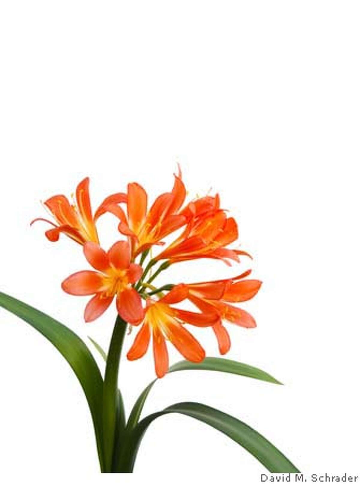Well Established Clivia Can Be Divided Now