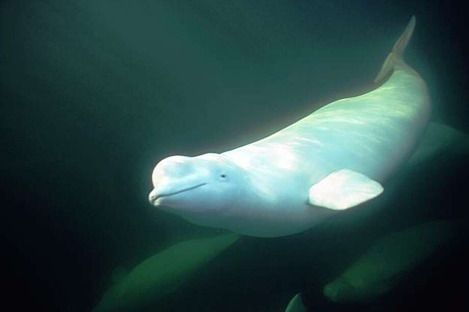 In Churchill Manitoba Snorkel With Belugas Sfgate